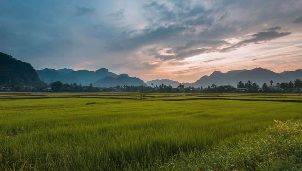 Green rice fields with distant mountains in Thailand.