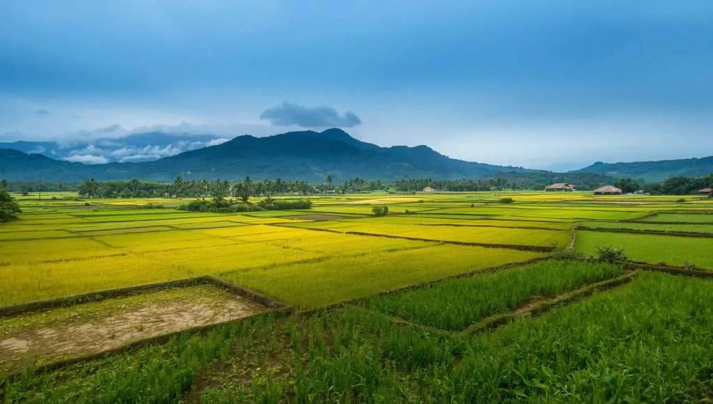 Green rice fields stretch toward a mountain range in Togo.