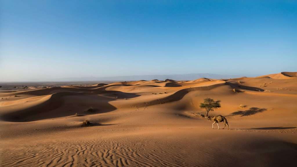 Sand dunes stretch across a desert landscape in Saudi Arabia.