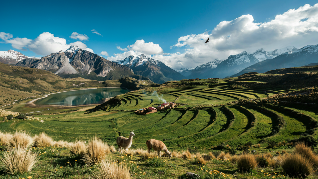 Terraced green hills with llamas and mountains in Peru.